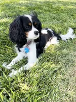Stella, a female Cavapoo for sale in Saratoga Springs, UT – 8 of 10