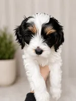 Savannah, a female Cavapoo for sale in Saratoga Springs, UT – 4 of 9