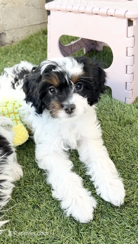 Scarlett  – Cavapoo puppy for sale in Saratoga Springs, UT