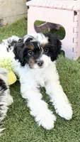 Scarlett , a female Cavapoo for sale in Saratoga Springs, UT – 1 of 10
