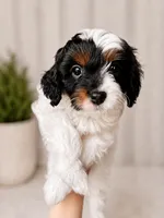 Scarlett , a female Cavapoo for sale in Saratoga Springs, UT – 2 of 10