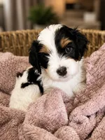 Savannah, a female Cavapoo for sale in Saratoga Springs, UT – 1 of 5