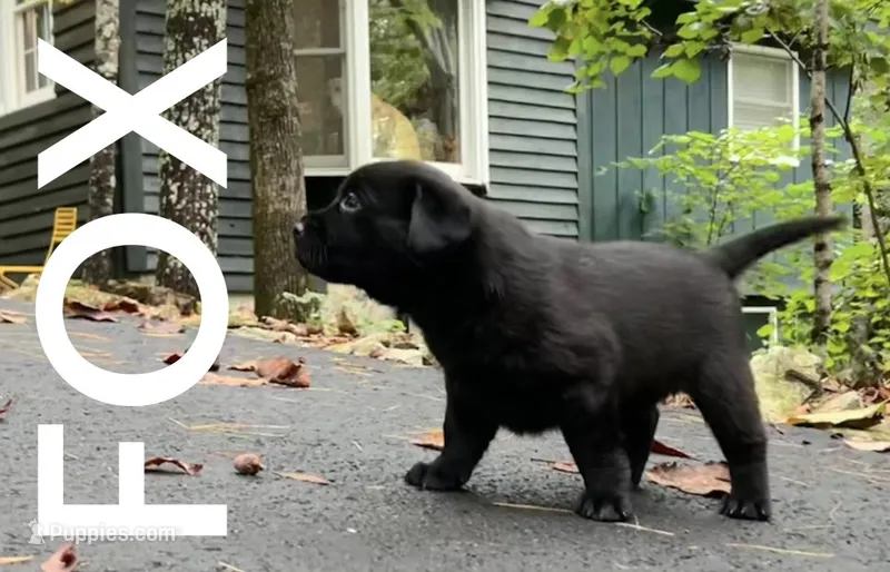 Fox – Labrador Retriever puppy for sale in Hendersonville, NC