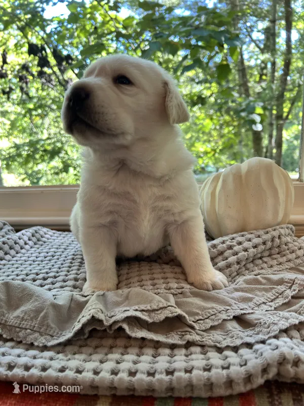 Willis  – Labrador Retriever puppy for sale in Hendersonville, NC