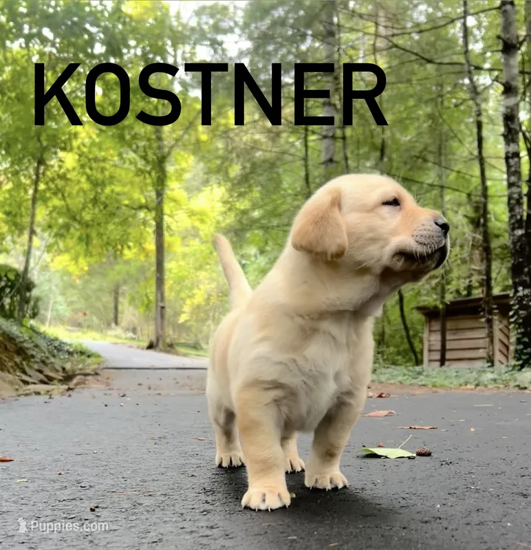 Kostner  – Labrador Retriever puppy for sale in Hendersonville, NC