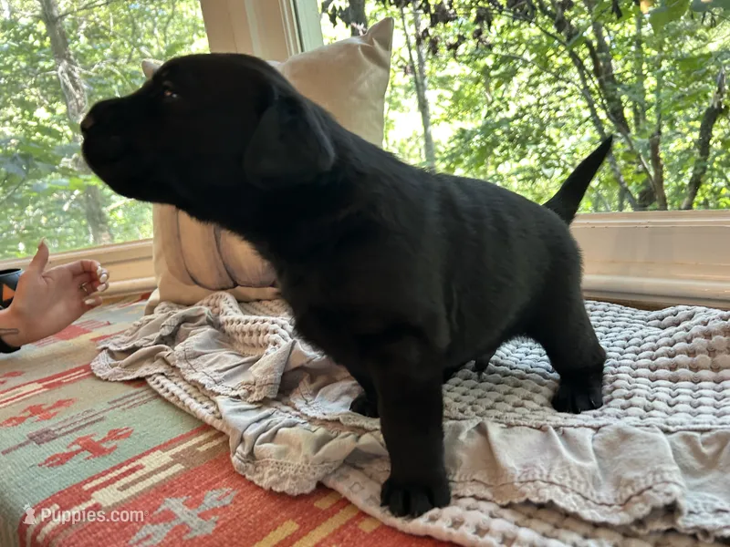 Freeman – Labrador Retriever puppy for sale in Hendersonville, NC