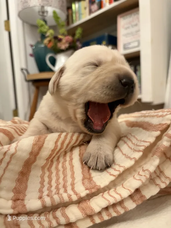 Willis  – Labrador Retriever puppy for sale in Chesnee, SC