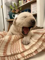 Willis , a male Labrador Retriever for sale in Hendersonville, NC – 1 of 10