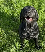 Jackson , a male Labrador Retriever for sale in Hendersonville, NC – 9 of 10