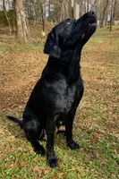 Kostner , a male Labrador Retriever for sale in Hendersonville, NC – 6 of 10