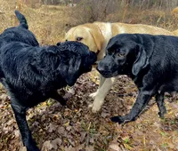 Jackson , a male Labrador Retriever for sale in Hendersonville, NC – 6 of 10