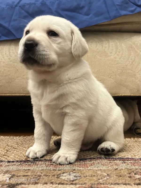 Willis  – Labrador Retriever puppy for sale in Hendersonville, NC