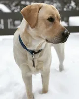 Freeman, a male Labrador Retriever for sale in Hendersonville, NC – 9 of 10