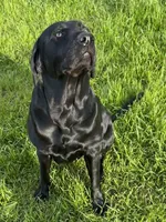 Kostner , a male Labrador Retriever for sale in Hendersonville, NC – 3 of 10