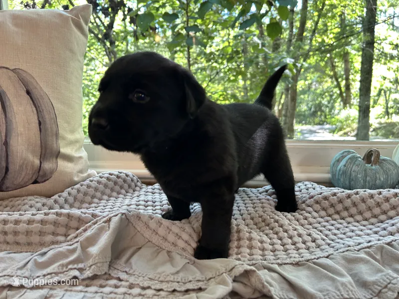 Union  – Labrador Retriever puppy for sale in Hendersonville, NC
