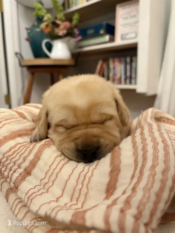 Kostner  – Labrador Retriever puppy for sale in Chesnee, SC