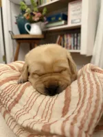 Kostner , a male Labrador Retriever for sale in Hendersonville, NC – 1 of 10