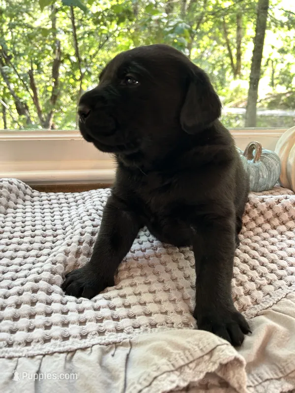 Jackson  – Labrador Retriever puppy for sale in Hendersonville, NC