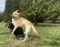 Freeman, a male Labrador Retriever for sale in Hendersonville, NC – 3 of 10