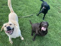 Willis , a male Labrador Retriever for sale in Hendersonville, NC – 7 of 10