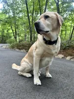 Freeman, a male Labrador Retriever for sale in Hendersonville, NC – 5 of 10