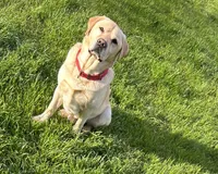 Kostner , a male Labrador Retriever for sale in Hendersonville, NC – 5 of 10