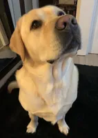 Fox, a female Labrador Retriever for sale in Hendersonville, NC – 9 of 10