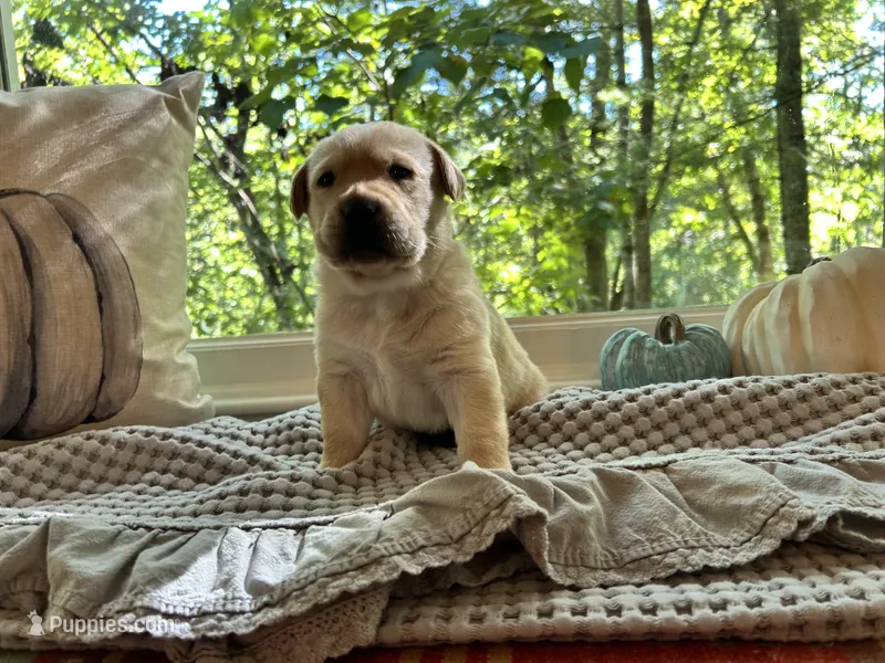 Kostner  – Labrador Retriever puppy for sale in Hendersonville, NC