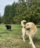 Willis , a male Labrador Retriever for sale in Hendersonville, NC – 8 of 10