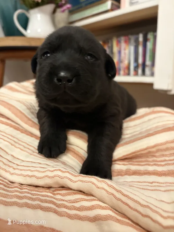 Union  – Labrador Retriever puppy for sale in Chesnee, SC