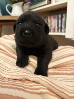Union , a female Labrador Retriever for sale in Hendersonville, NC – 1 of 10