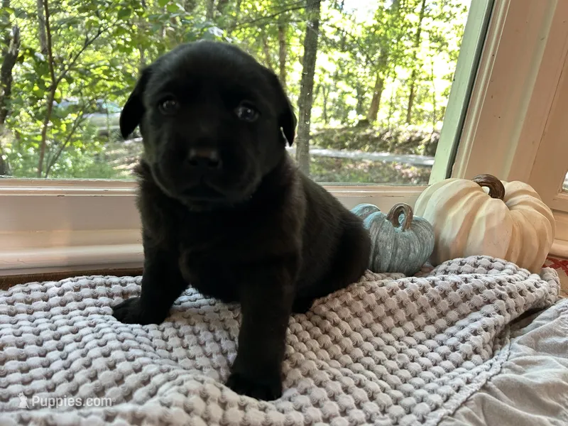Fox – Labrador Retriever puppy for sale in Hendersonville, NC