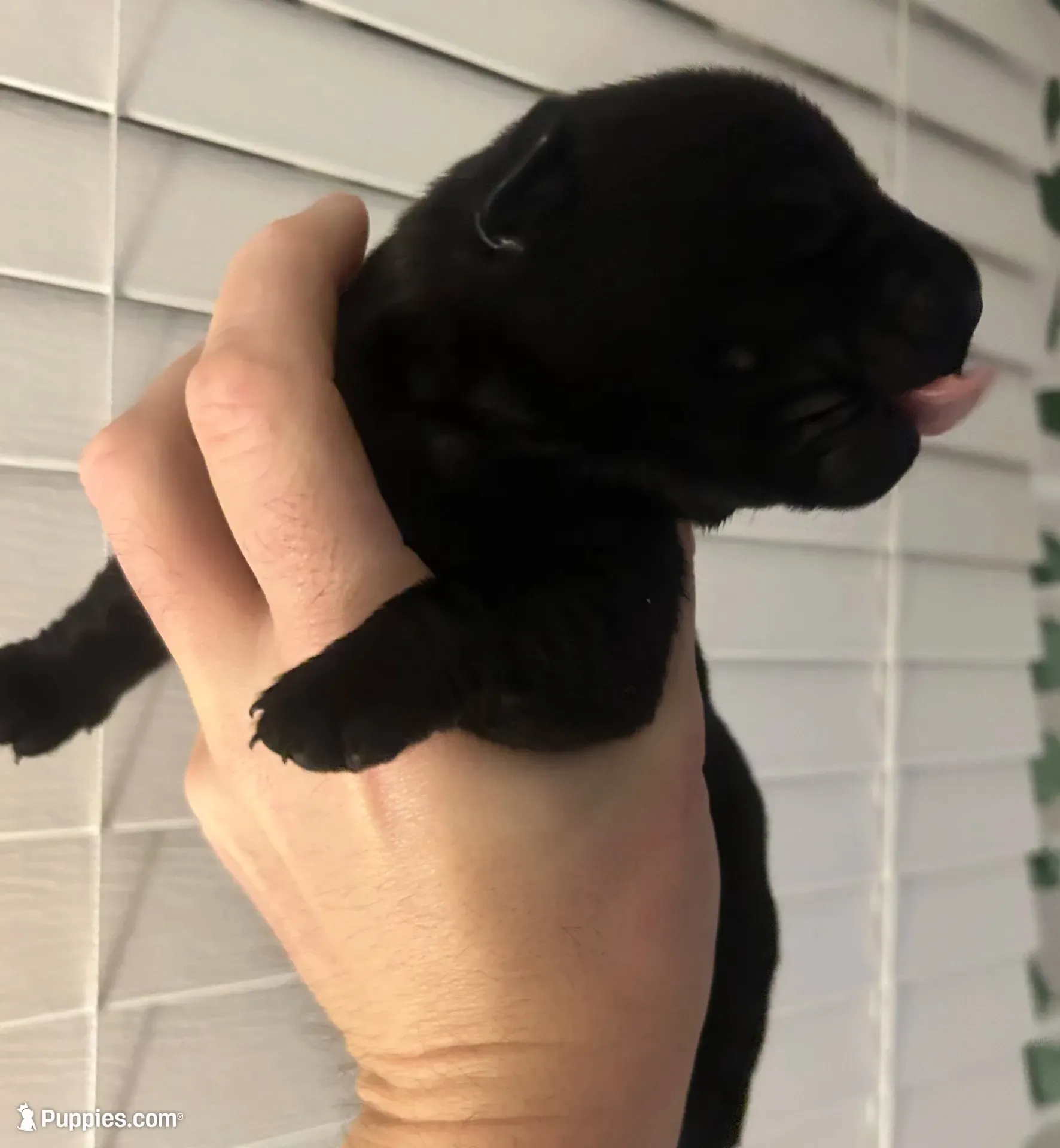 Freeman, a male Labrador Retriever for sale in Hendersonville, NC – 6 of 10