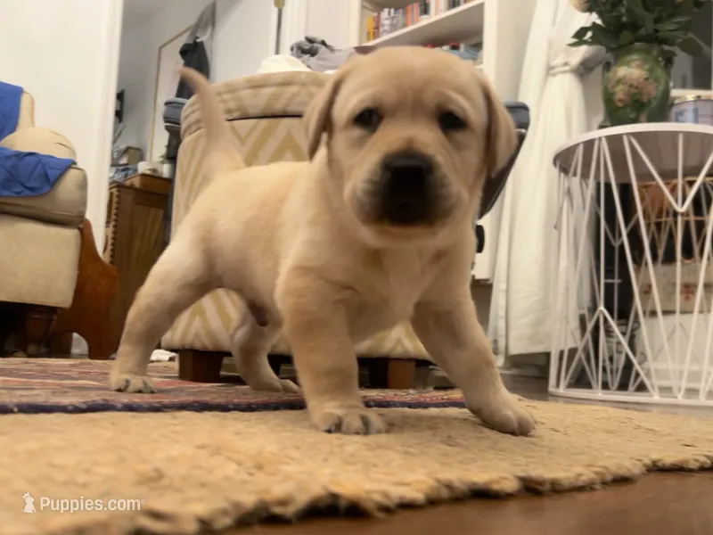 Kostner  – Labrador Retriever puppy for sale in Hendersonville, NC