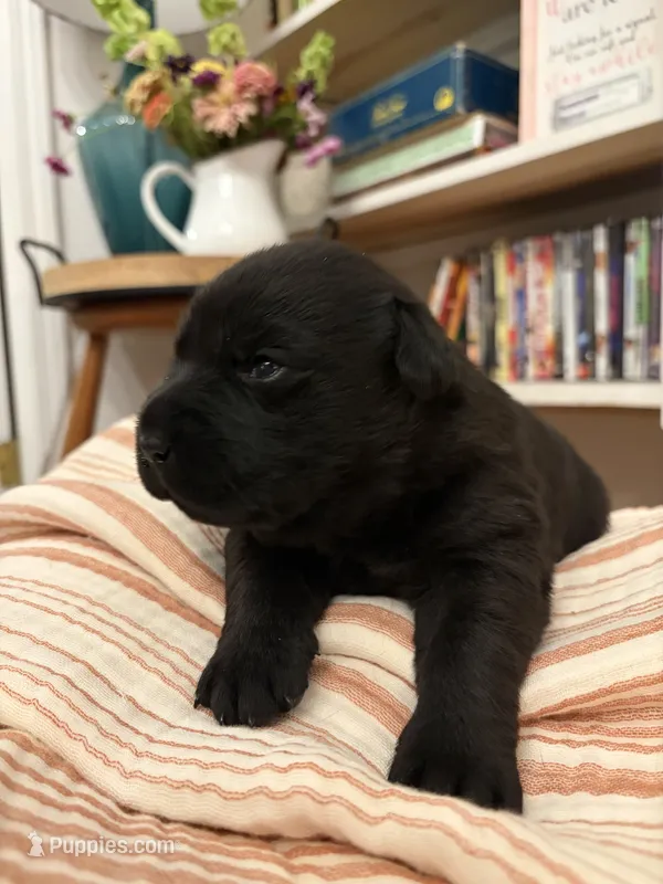 Jackson  – Labrador Retriever puppy for sale in Chesnee, SC