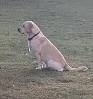 Fox, a female Labrador Retriever for sale in Hendersonville, NC – 8 of 10