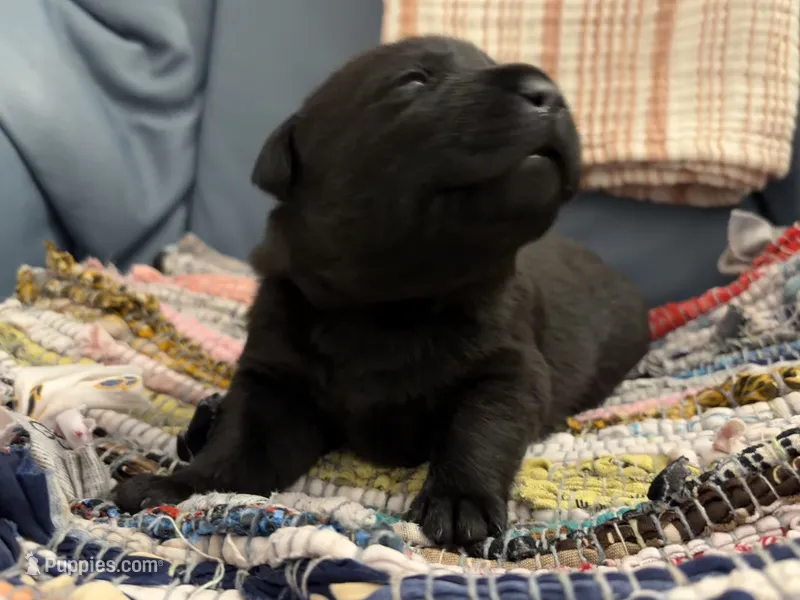 Freeman – Labrador Retriever puppy for sale in Chesnee, SC