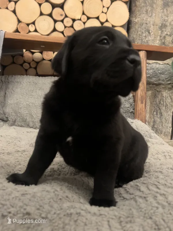 Jackson  – Labrador Retriever puppy for sale in Hendersonville, NC