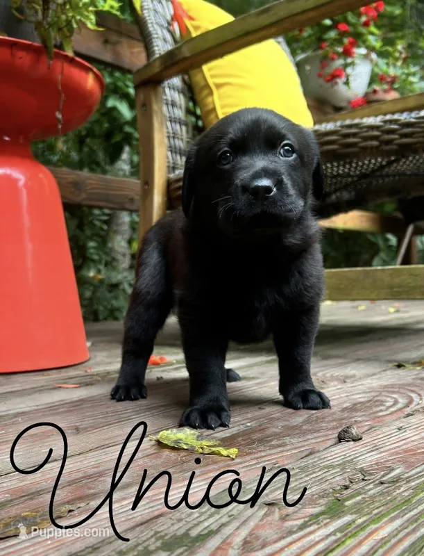 Union  – Labrador Retriever puppy for sale in Hendersonville, NC