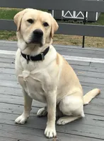 Union , a female Labrador Retriever for sale in Hendersonville, NC – 5 of 10