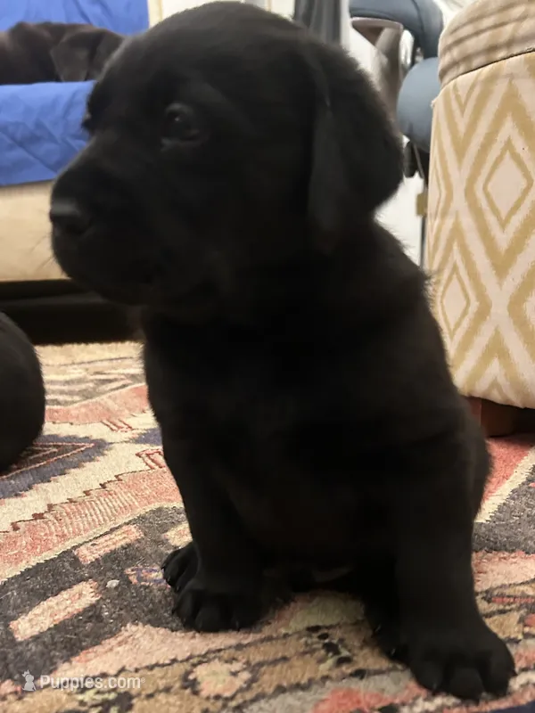 Fox – Labrador Retriever puppy for sale in Hendersonville, NC