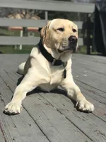 Jackson , a male Labrador Retriever for sale in Hendersonville, NC – 8 of 10