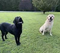 Fox, a female Labrador Retriever for sale in Hendersonville, NC – 10 of 10