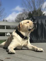 Kostner , a male Labrador Retriever for sale in Hendersonville, NC – 9 of 10