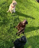 Fox, a female Labrador Retriever for sale in Hendersonville, NC – 2 of 10
