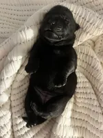 Union , a female Labrador Retriever for sale in Hendersonville, NC – 2 of 10