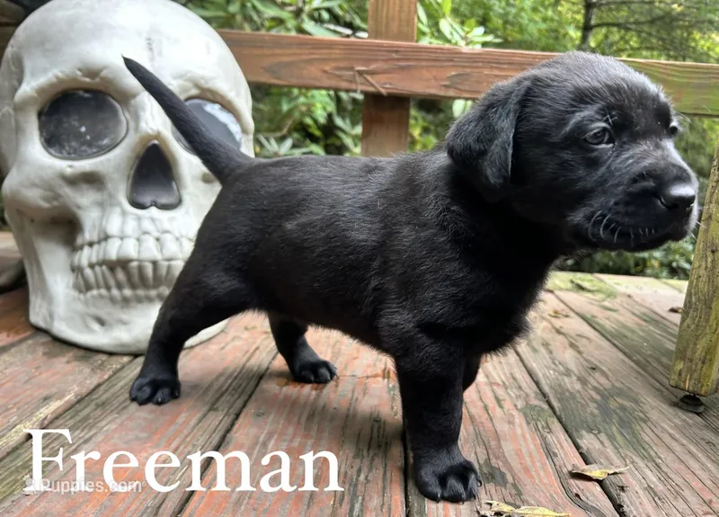 Freeman – Labrador Retriever puppy for sale in Hendersonville, NC