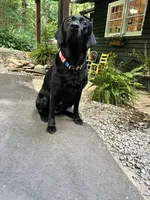 Freeman, a male Labrador Retriever for sale in Hendersonville, NC – 4 of 10