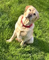 Jackson , a male Labrador Retriever for sale in Hendersonville, NC – 3 of 10