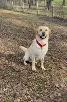 Jackson , a male Labrador Retriever for sale in Hendersonville, NC – 10 of 10
